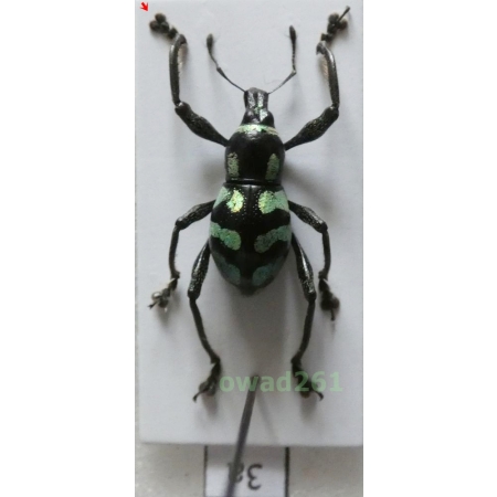 Metapocyrtus lindabonus W.Schultze, 1922 male Philippines3a